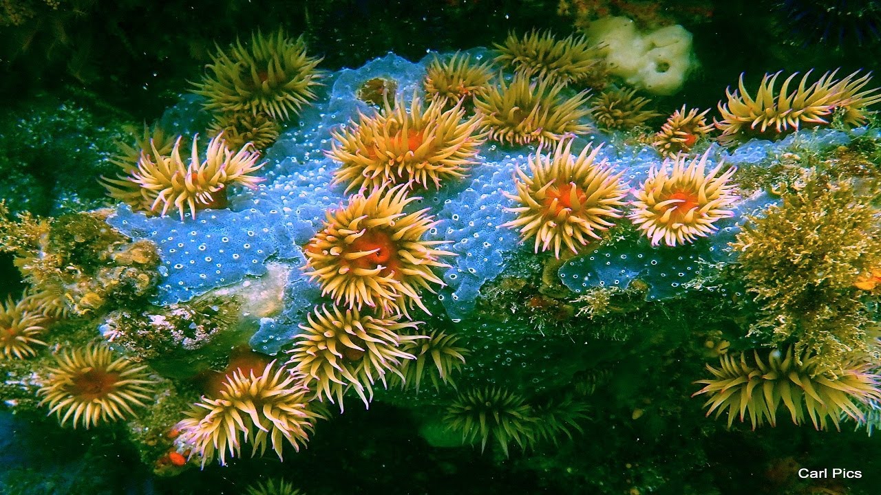 Hottentot fish & Nudibranch at Art Rock False Bay Cape Town