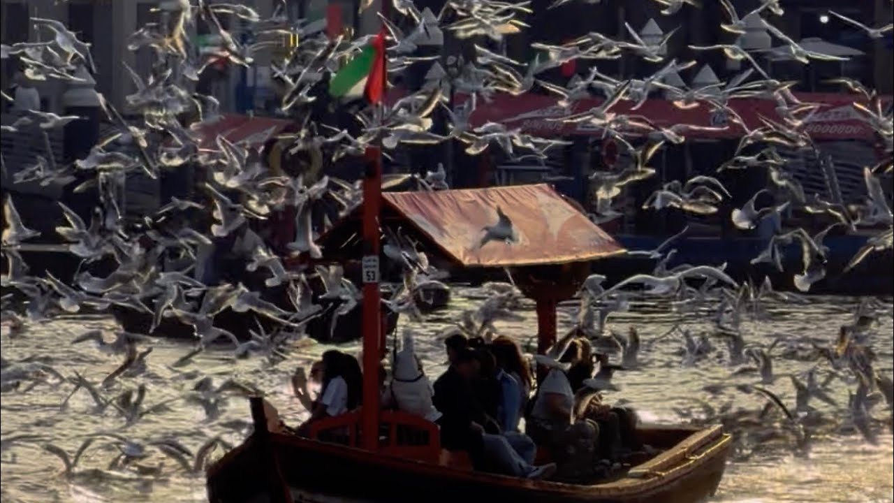 Winter in Dubai Creek #seagulls #dubaicreek #dubai 