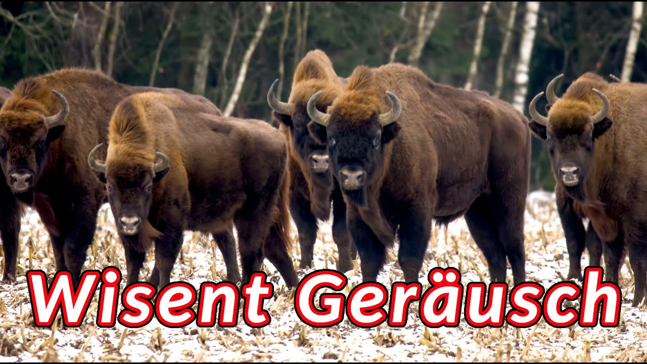Wisent geräusch - Geräusche, die Bisons machen