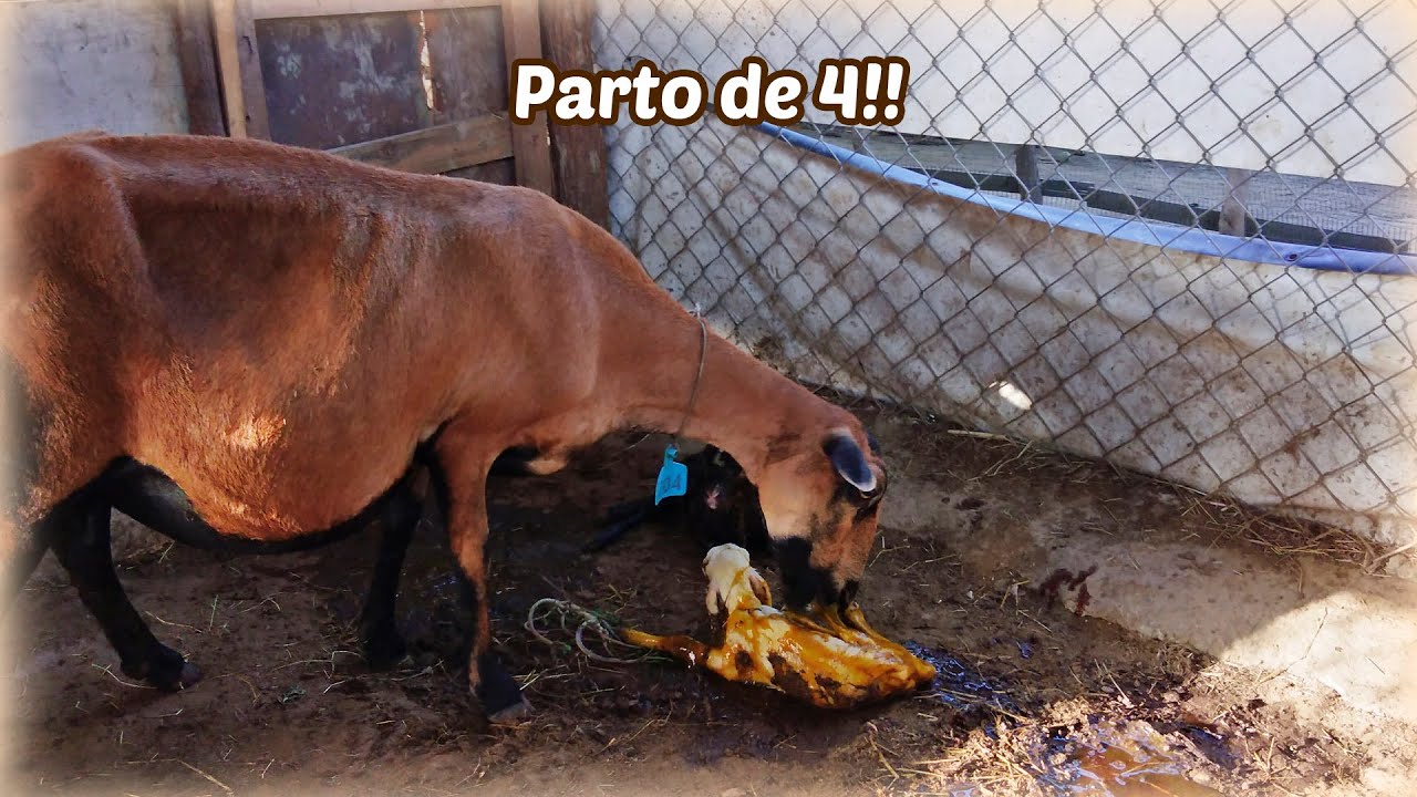 Parto de 4🐑