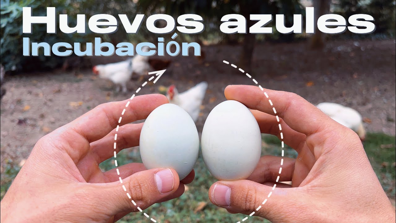 No creer&aacute;s lo que pasa cuando estas gallinas ponen huevos azules&hellip;