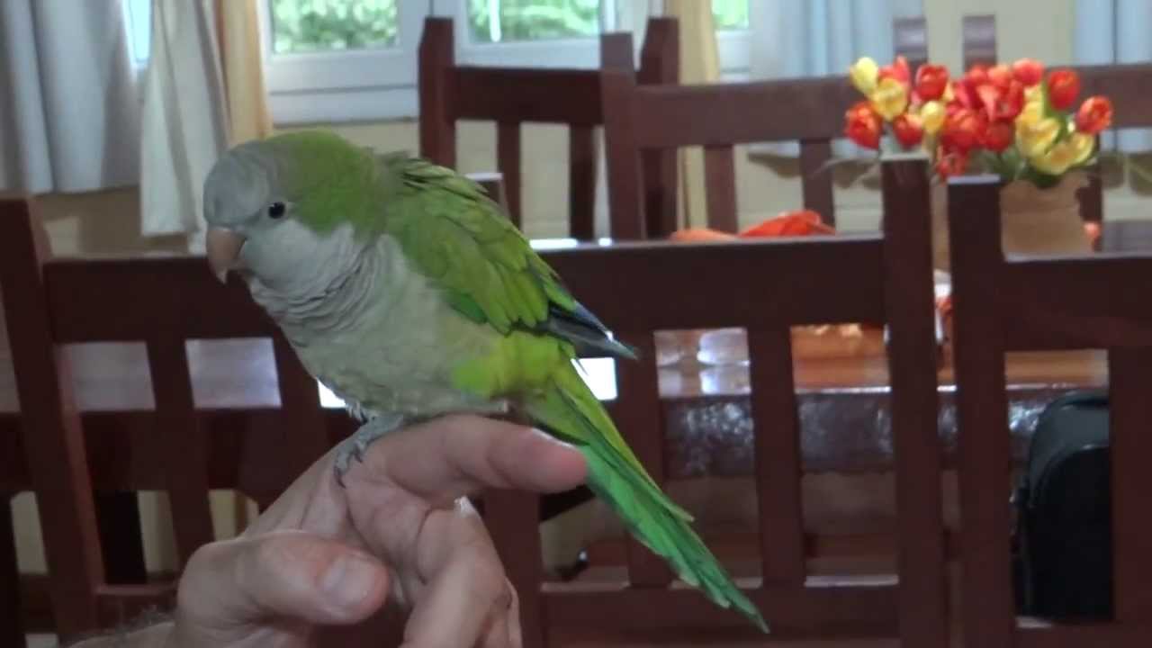 Nuestra lorita 