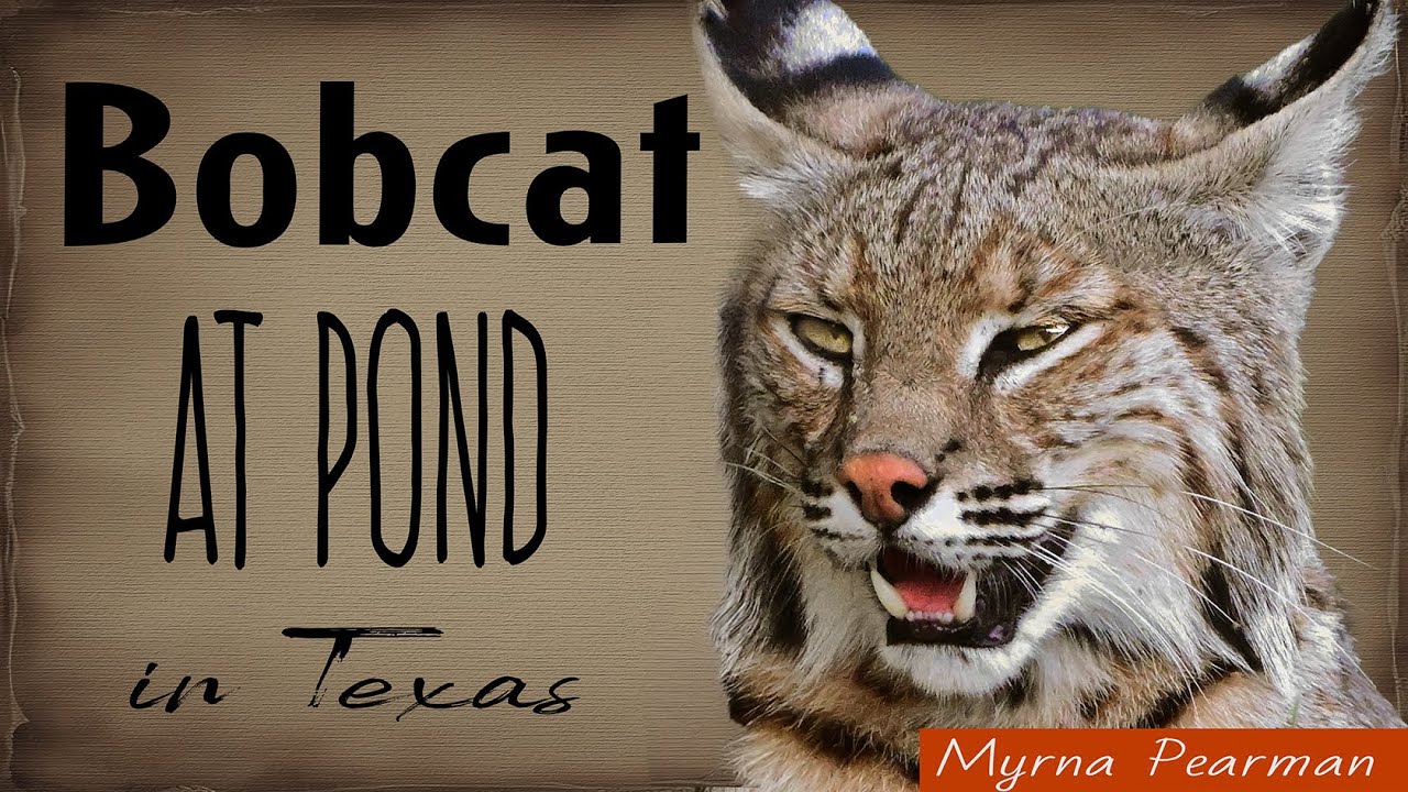 A Bobcat Encounter in Texas
