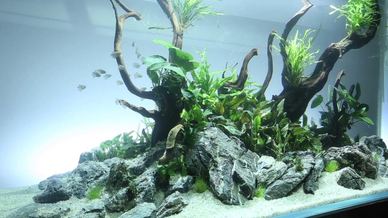 Aquascaper 1500 Nature Aquarium