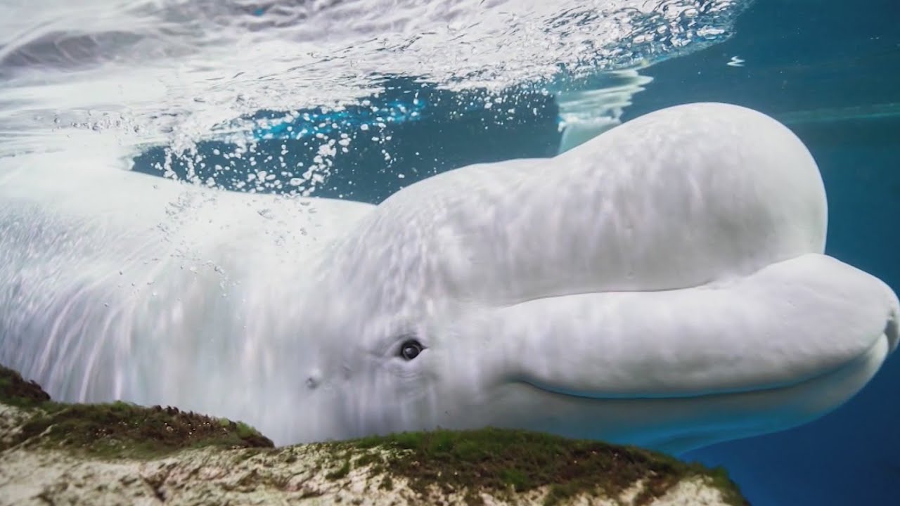 В океанариуме Shedd умерла третья белуха, спасенная из канадского морского парка