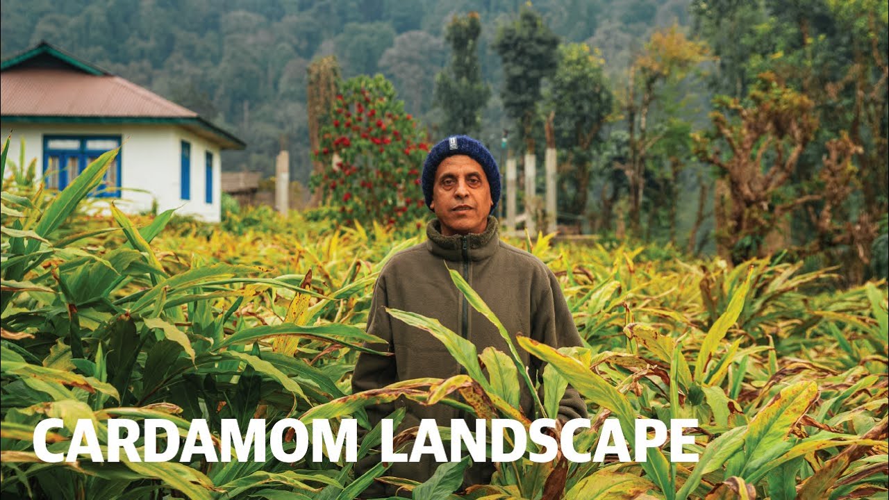 Cardomom Cultivation