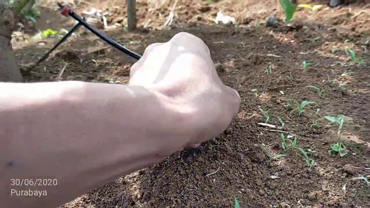 Instalasi Irigasi Tetes Kebun Alpukat