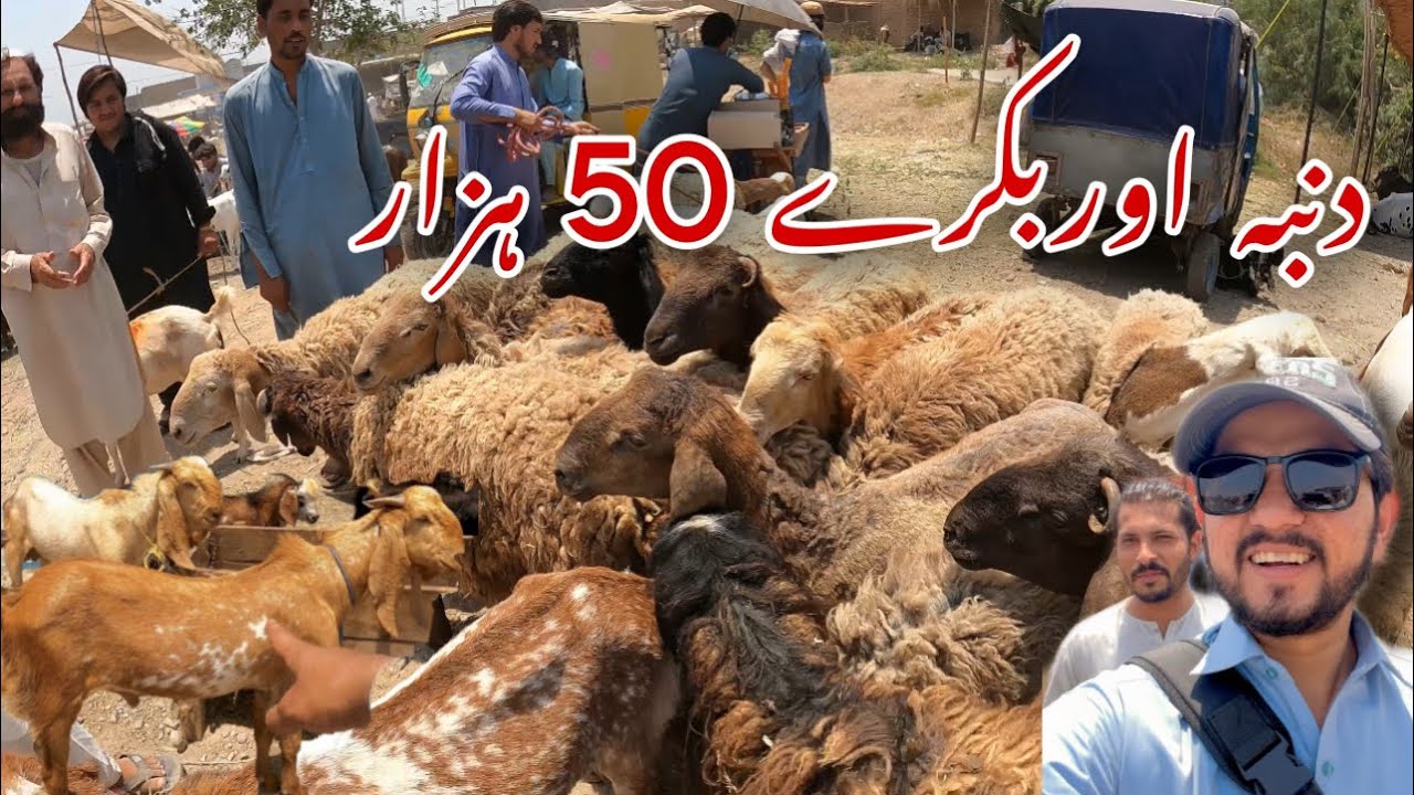 Dumba And Bakra Mandi Vlog Peshawar|Peer Mela Mandi Latest Updates 2023|