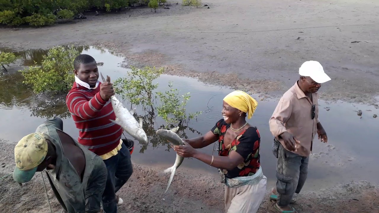 Uvunaji wa samaki aina ya mwatiko kutoka kwenye mabwawa ya maji chumvi, Mtwara-Tanzania