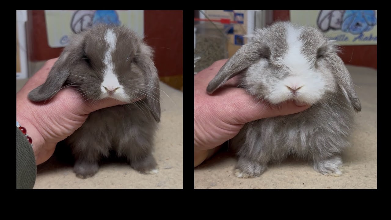 Keiko & Natsume Holland Lop Litter 45 Days Old