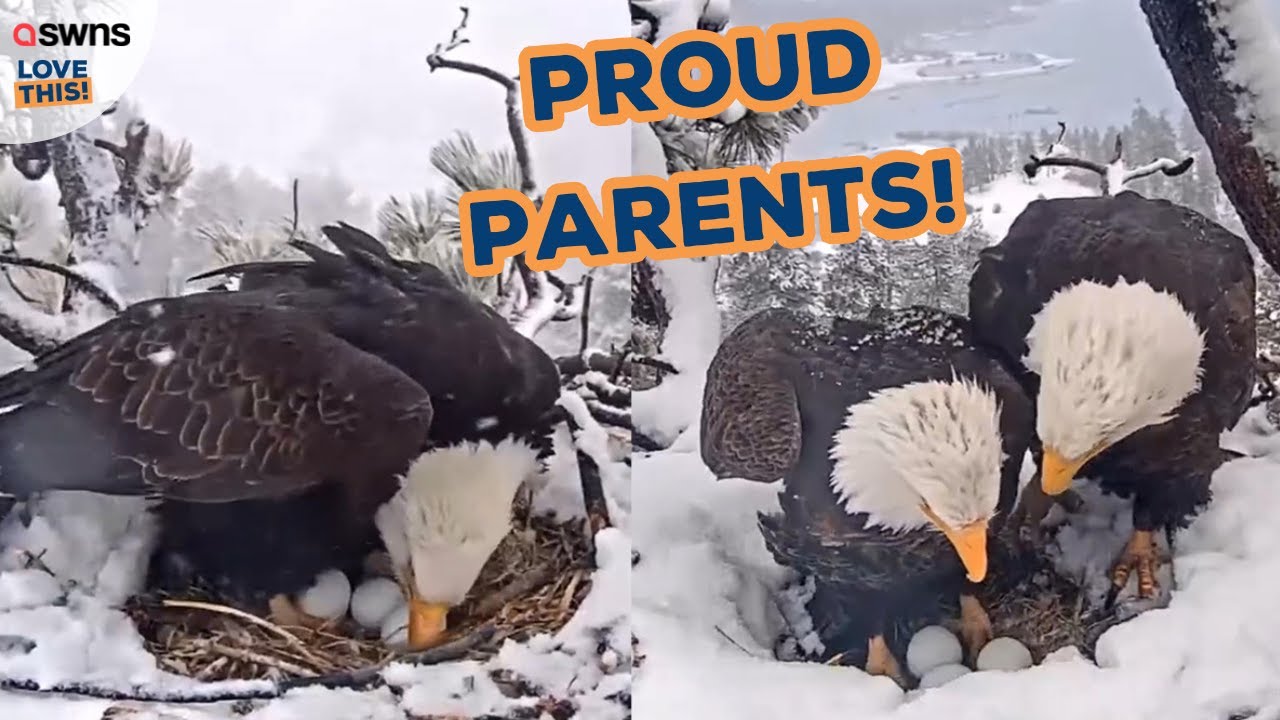 Proud bald eagles protect their nest 🦅 | LOVE THIS!