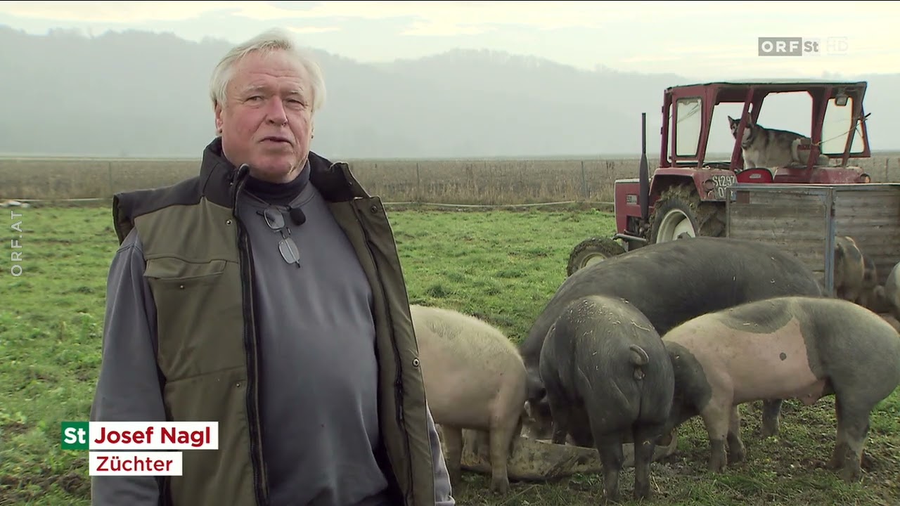 🇦🇹 🐷 Bei Tier daheim: Glücksschweine in Jagerberg (ORF ⎪ Steiermark heute ⎪ 03.01.2023)