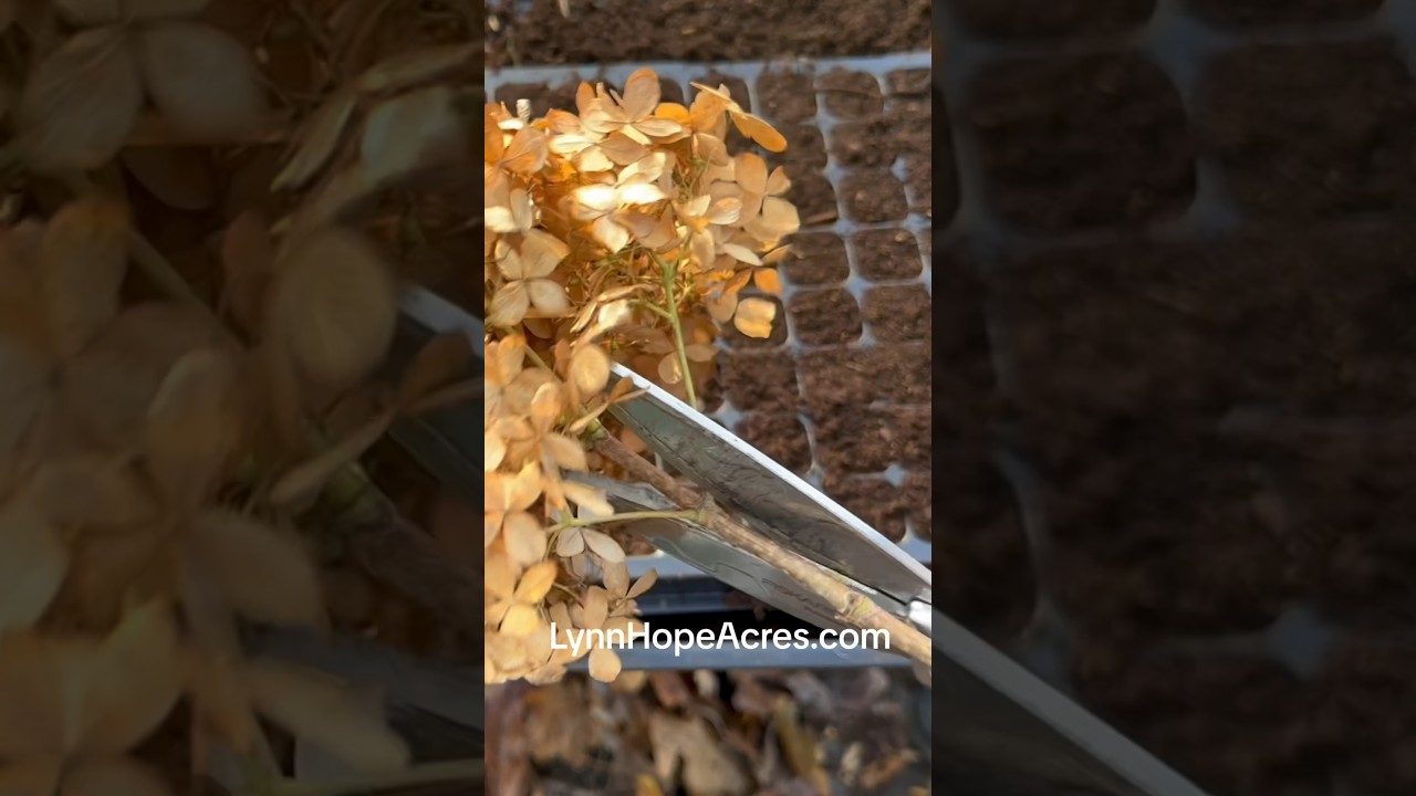 Hydrangeas Hardwood Winter Cuttings | how to | Plants to Cash 