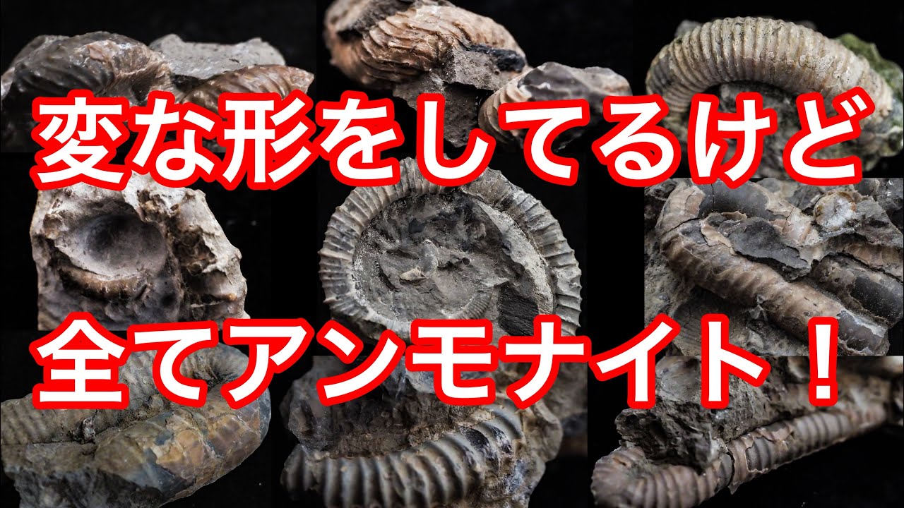 北海道の高価な異常巻きアンモナイト！取り出し、修復、紹介と豪華なラインナップ✨