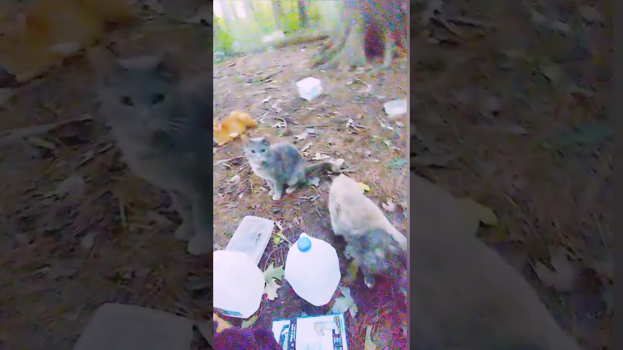 Взгляд на ужин:👀 «Очаровательные коты выстраиваются в очередь, чтобы поесть» 