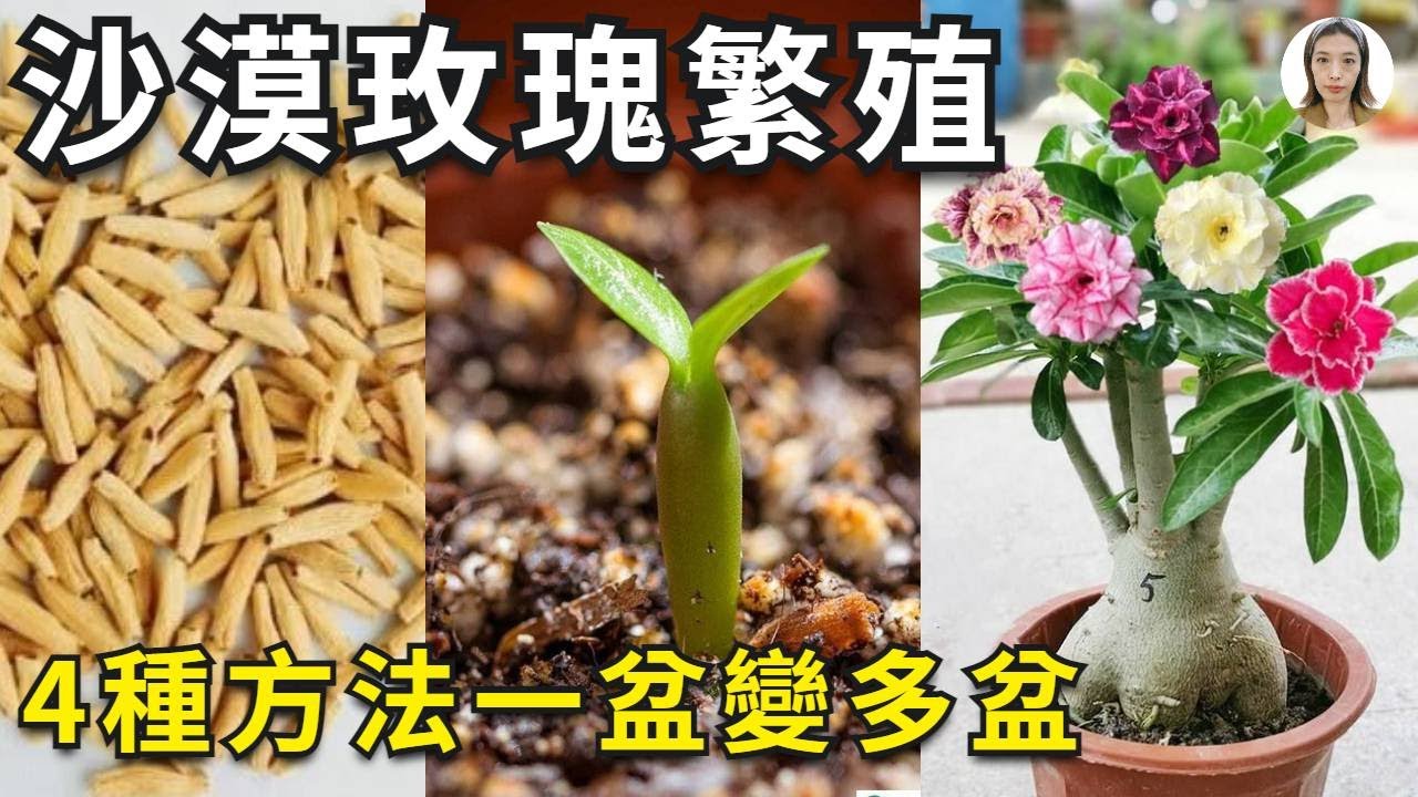 沙漠玫瑰繁殖，沙漠玫瑰养护学会4种繁殖方法，1盆变多盆，盆盆大粗腿|Adenium|花花世界