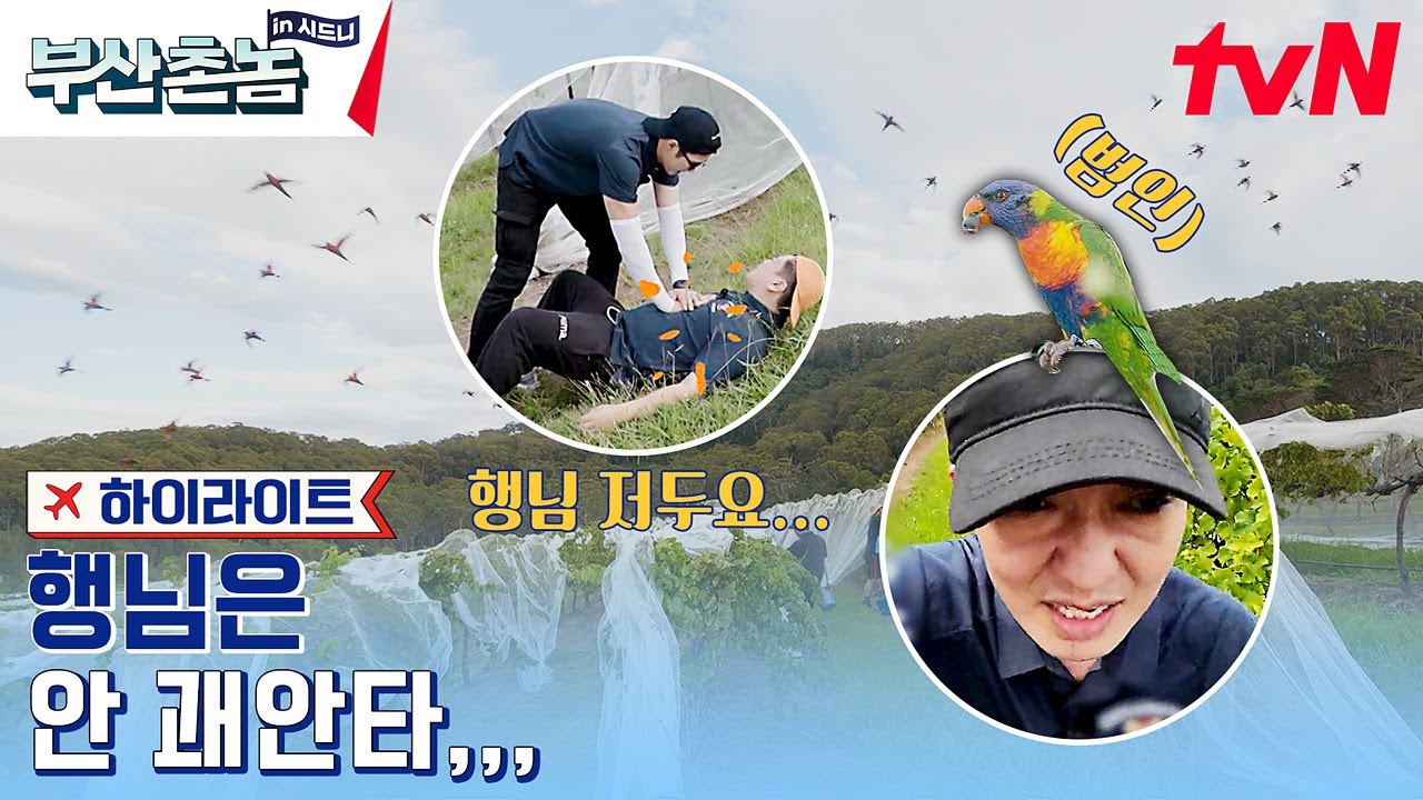 포도밭 끝에서 끝까지 달린 이유?! 농장에서 이 새를 보면 꼭 쫓아내세요🔥 #highlight #부산촌놈in시드니 EP.7