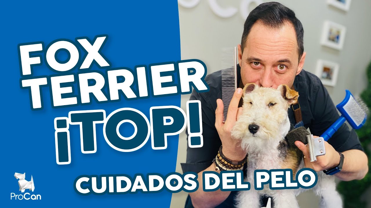 CORTE DE PELO y CUIDADOS de un FOX TERRIER de pelo duro 😍 Stripping, cepillado...