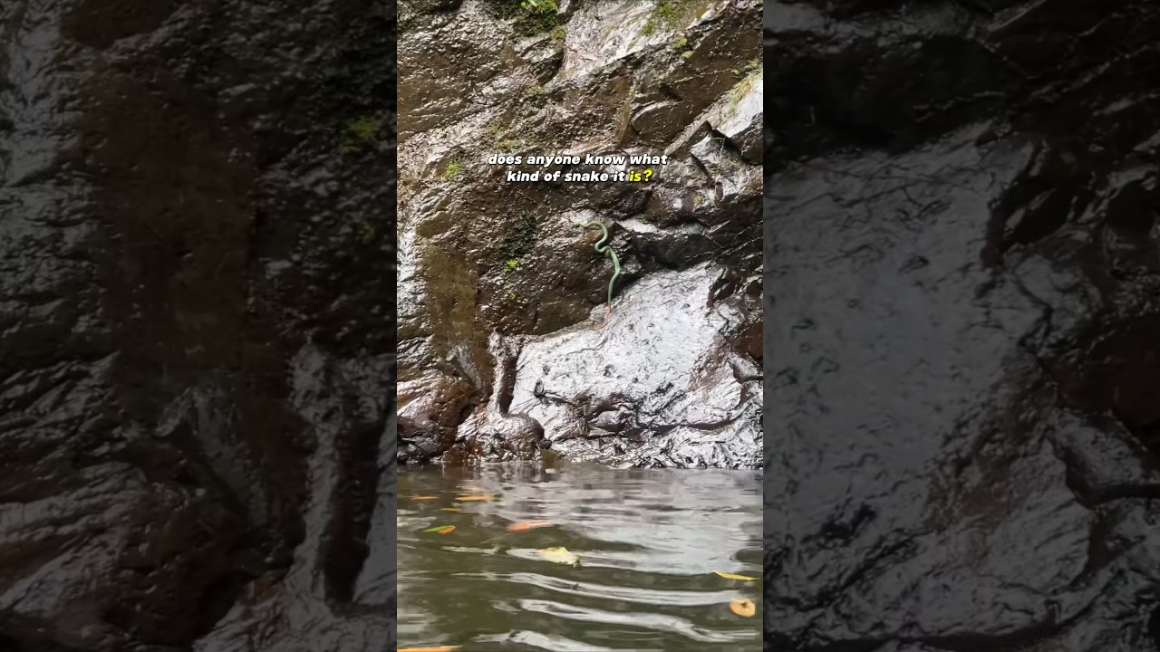 🇲🇾 Langkawi Waterfall ￼#langkawi #waterfall #snake