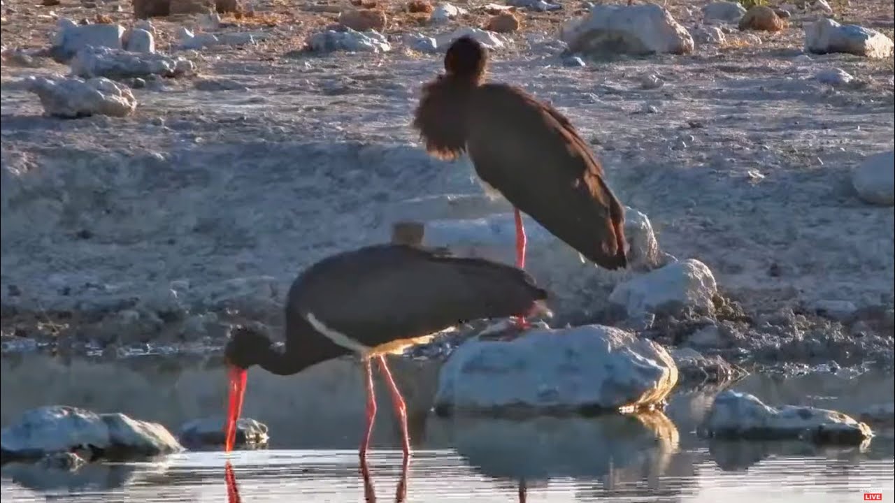 Namibia - Safarihoek. Bociany Czarne / Black Storks &🐦🦓🌪️  04.12.2025