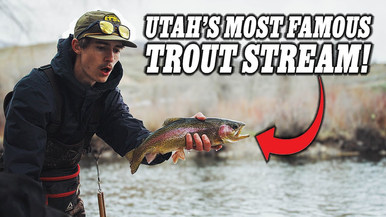 Fly Fishing Utah's Most Famous Trout Stream!