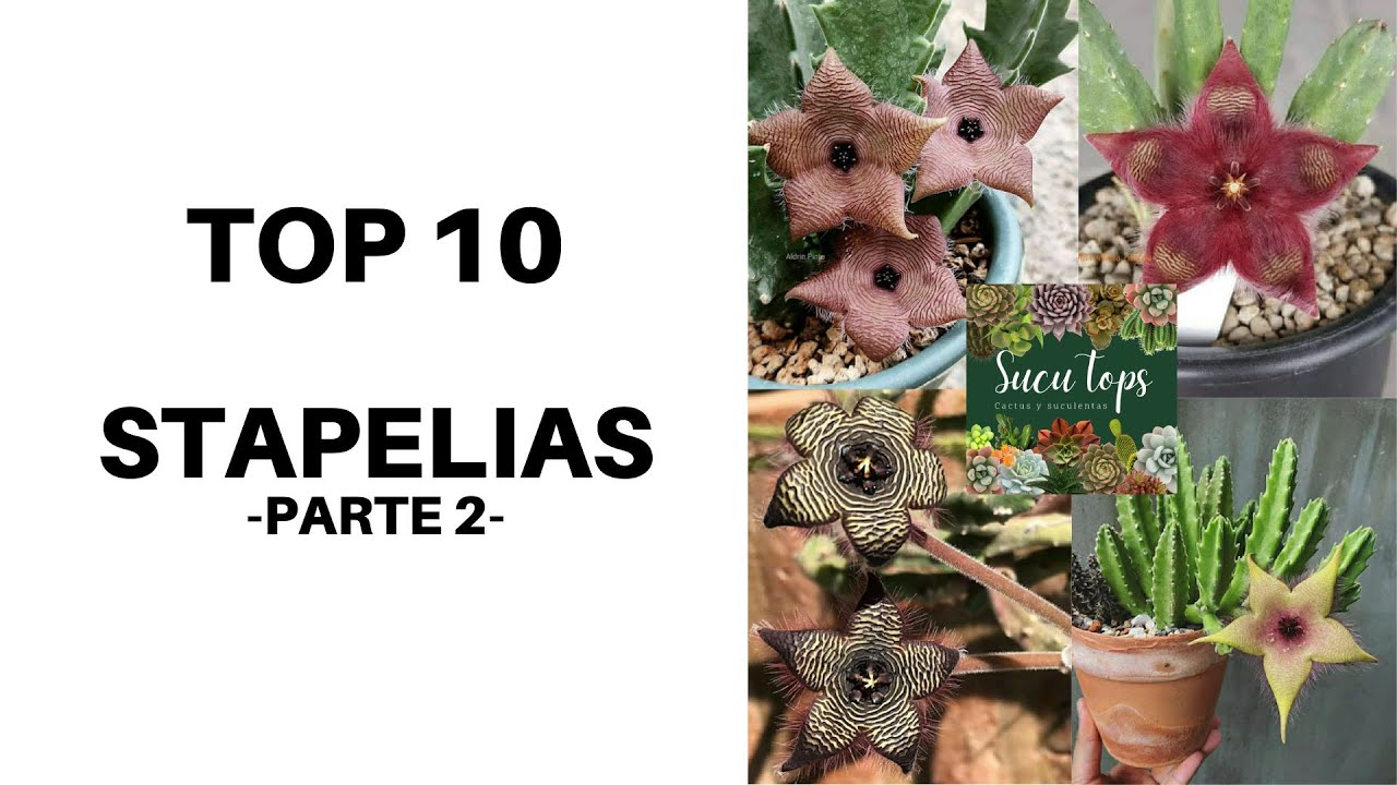 TOP 10 STAPELIAS, PARTE 2