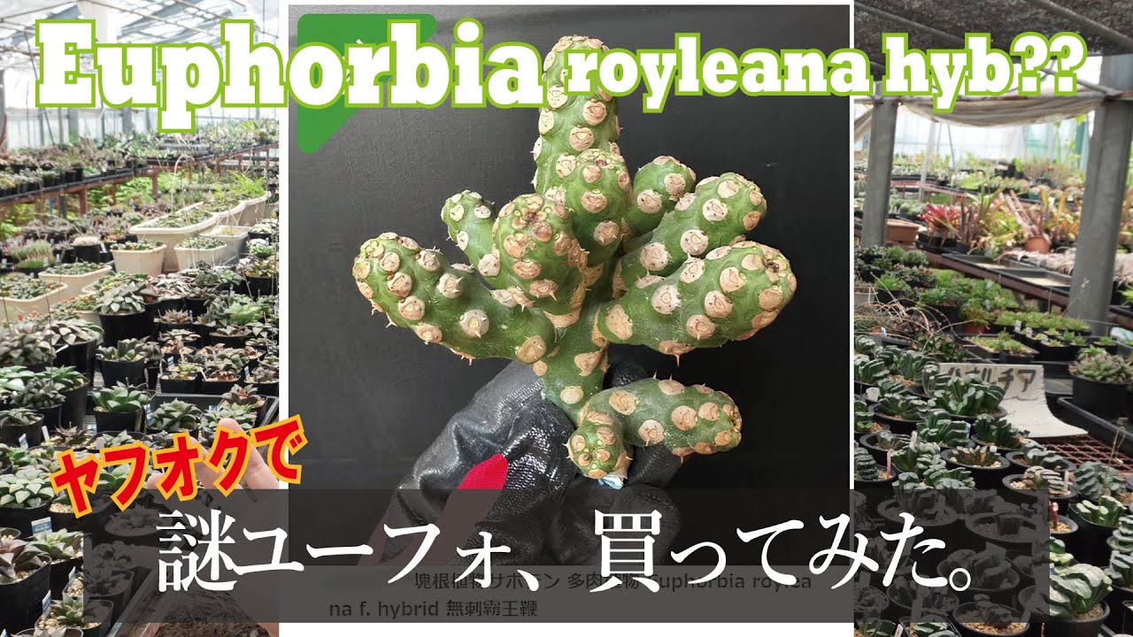 Euphorbia royleana hybrid??? ヤフオクで謎ユーフォルビアを買ってみた笑