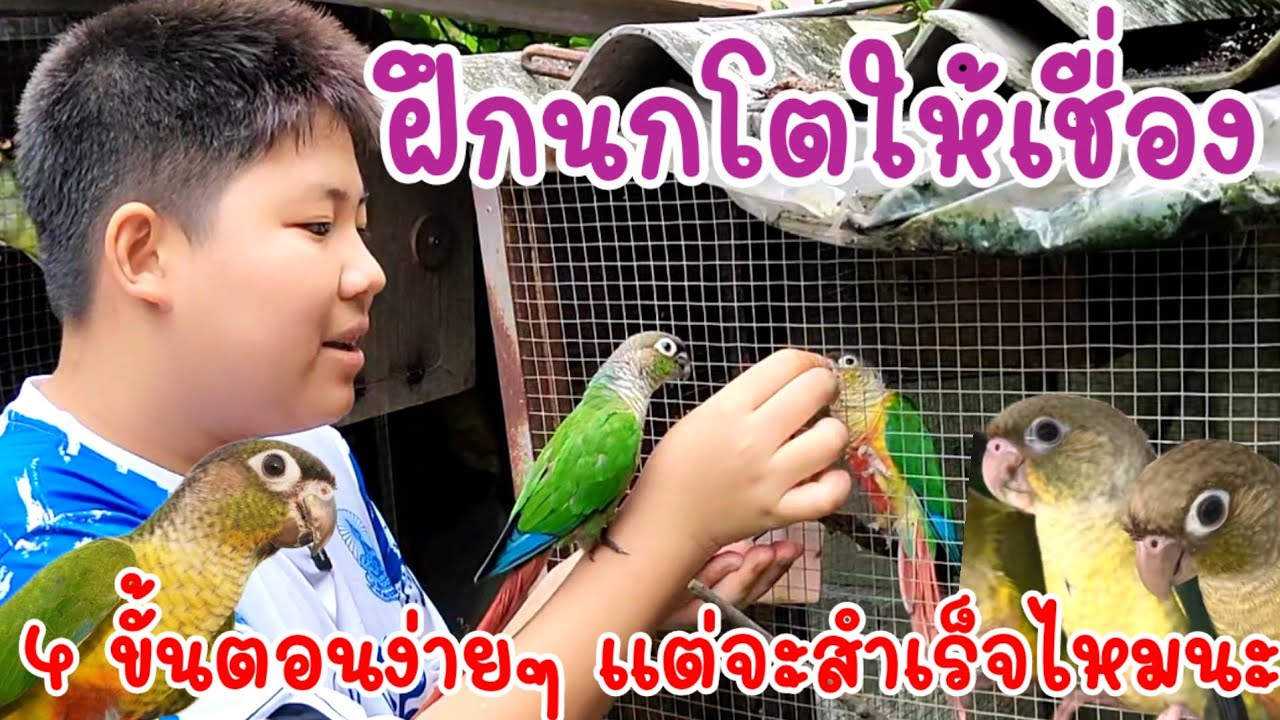 ฝึกนกแก้วกรีนชีคโตให้เชื่อง ด้วย 4 ขั้นตอนง่ายๆ แต่จะสำเร็จไหมนะต้องมาลุ้นกันนะครับ