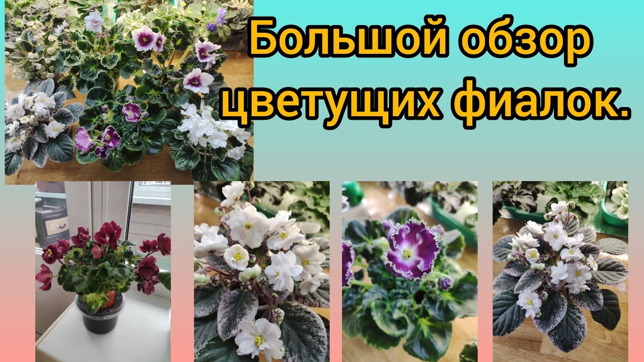 Большой показ сортов.