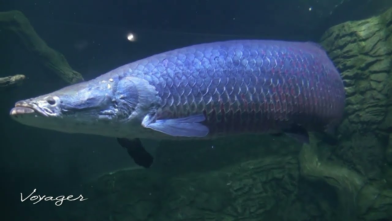 Seaquarium - Oceanarium-2  Moscow