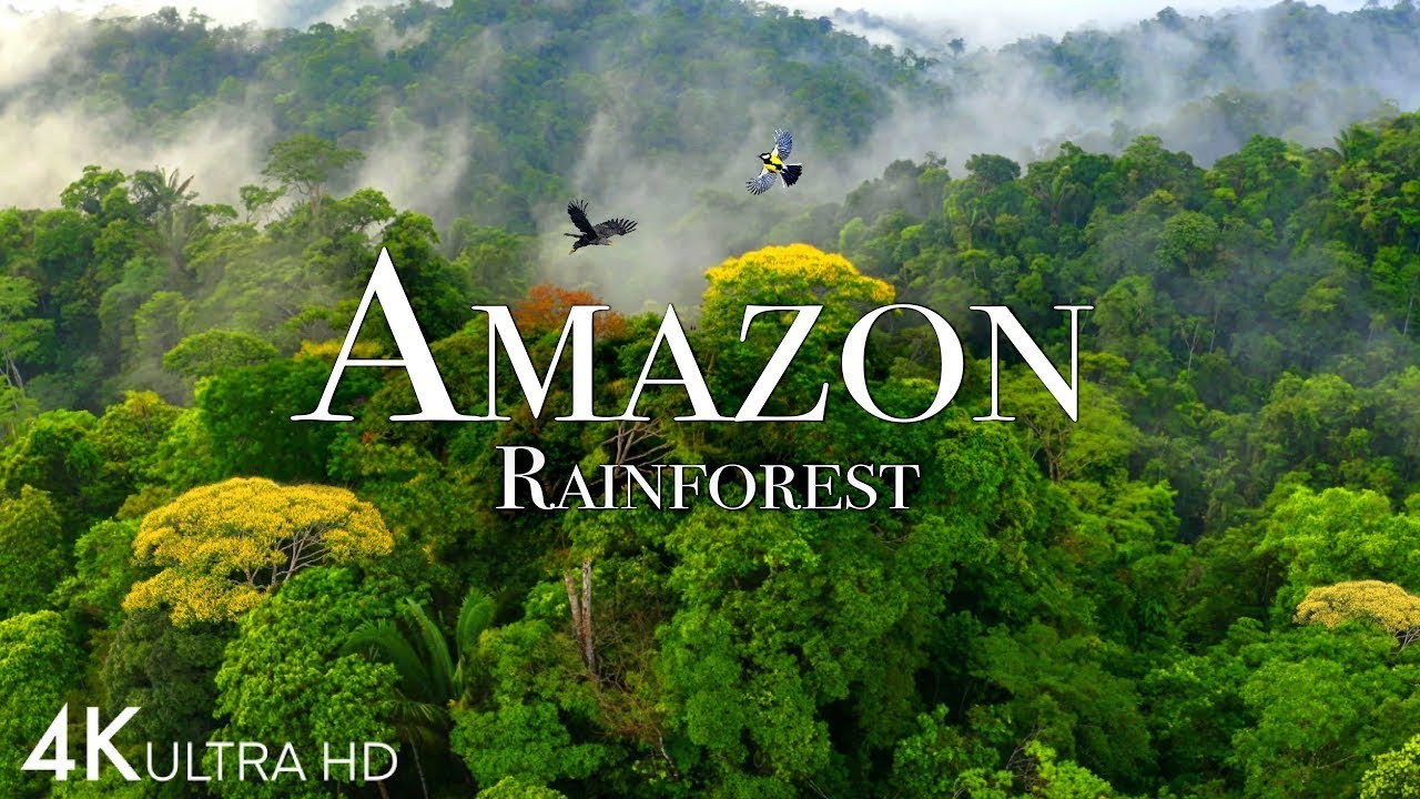 “Amazon 4k - The World’s Largest Tropical Rainforest Part 2 | Jungle Sounds | Scenic Relaxation Film