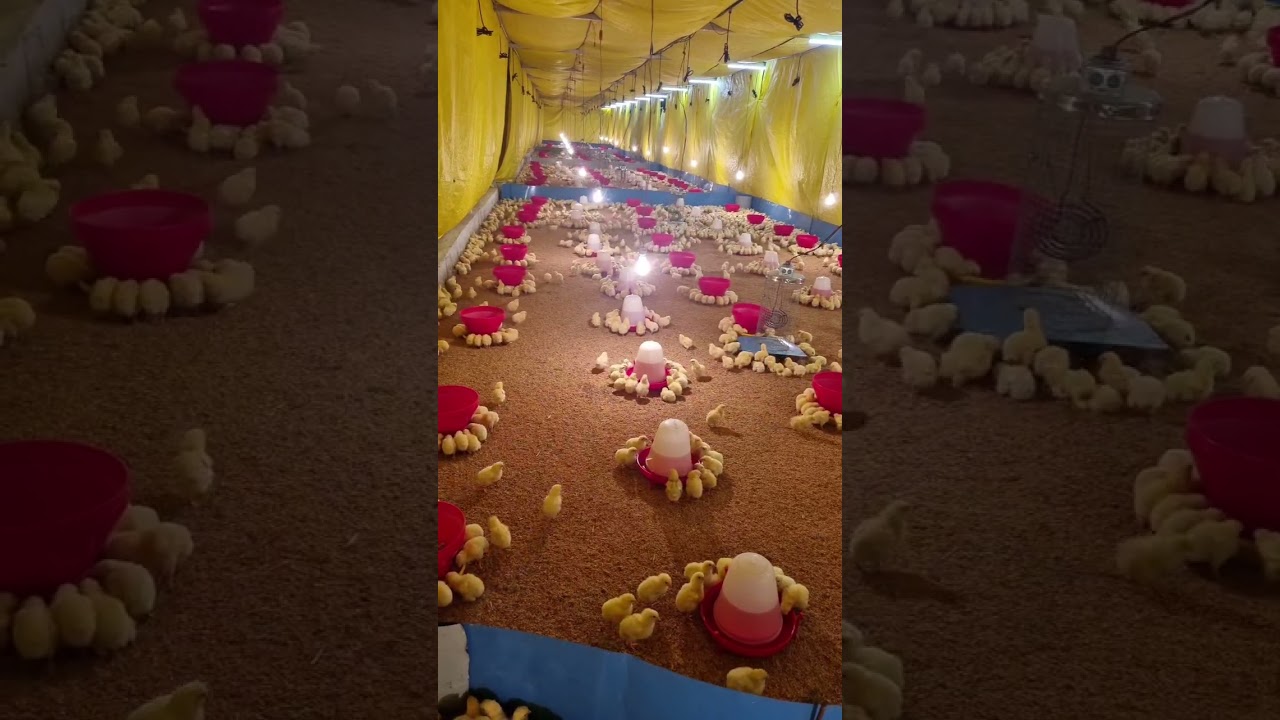 Electric brooder || Healthy Chick's