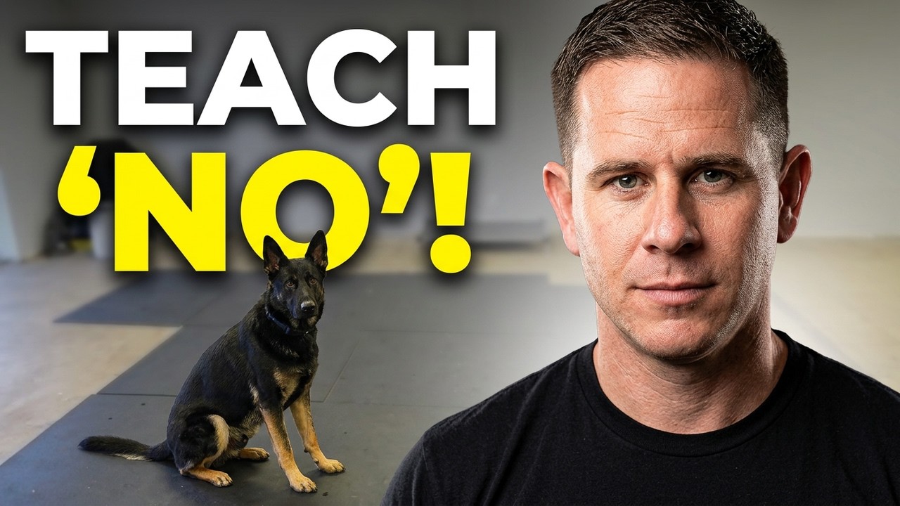 How to Teach Your Dog the Word 