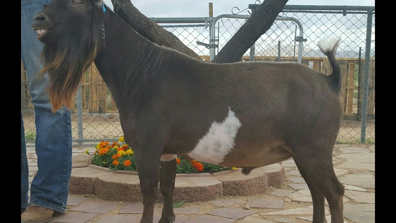 Shaving A Buck For Show
