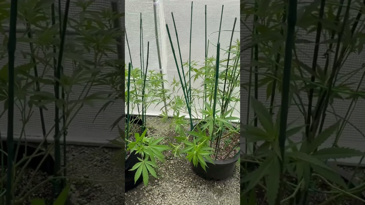 Outdoor update. #PNW #420 #growyourown #cannabisculture #music