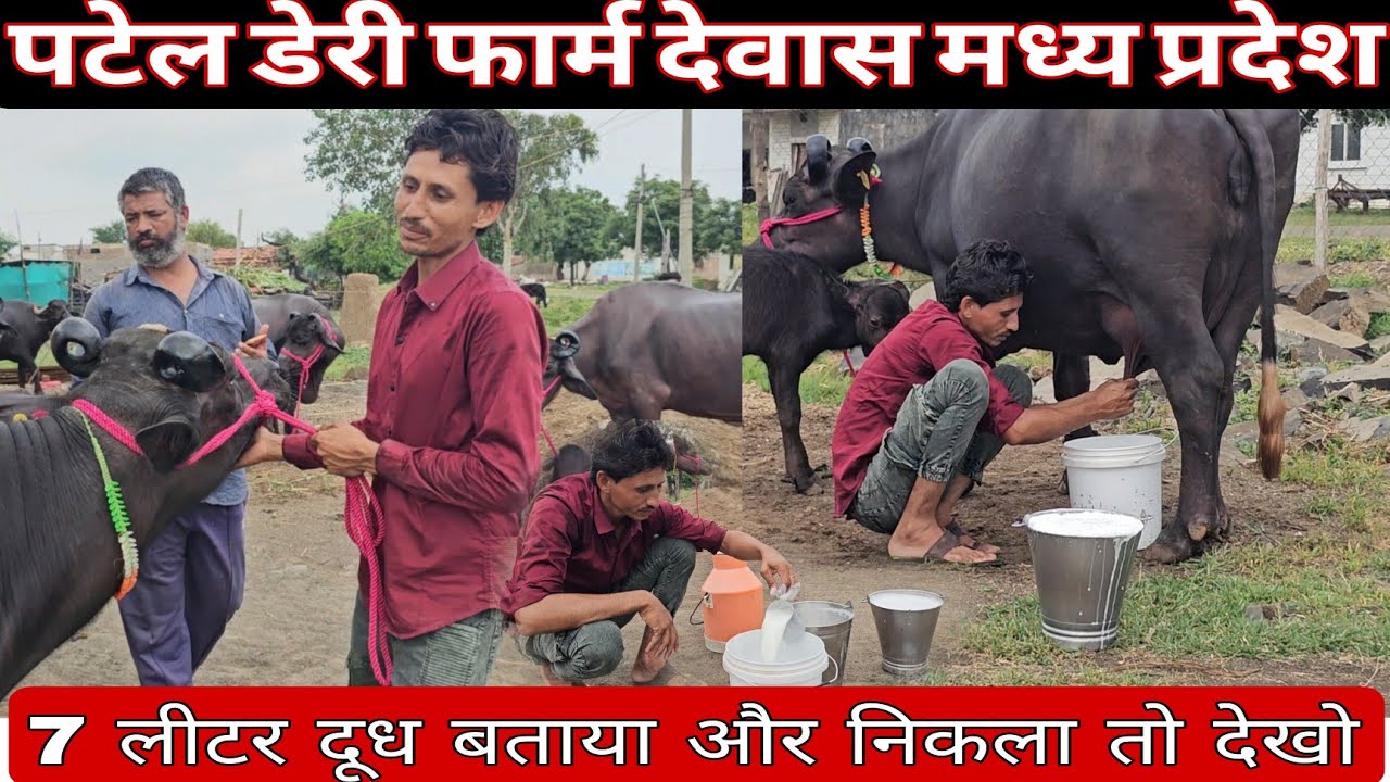 #बन्नी_मुर्रा_भैंस पटेल डेरी फार्म mp | भैंस खरीदने से पहले य़ह वीडियो जरूर देखें #murrha_buffelo
