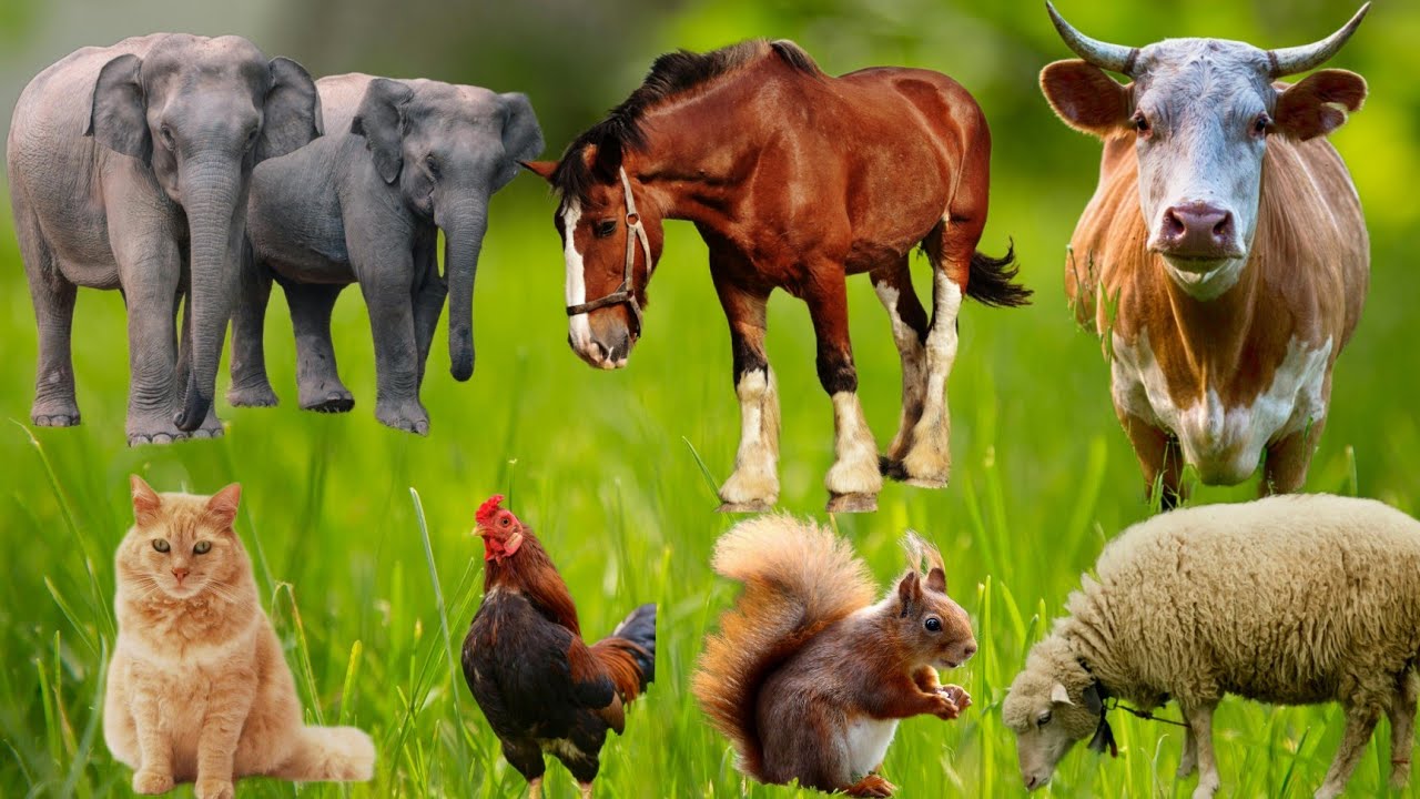 10 Adorable Farm Animals Compilation - Cats, Dogs, Cows, Sheep, and More!