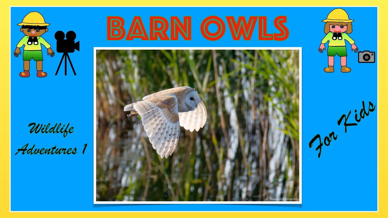 Barn Owls for Kids | Searching for Barn Owls at Hamwall