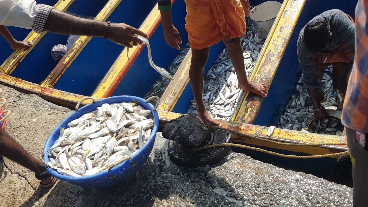 Neendakara Fishing Harbour