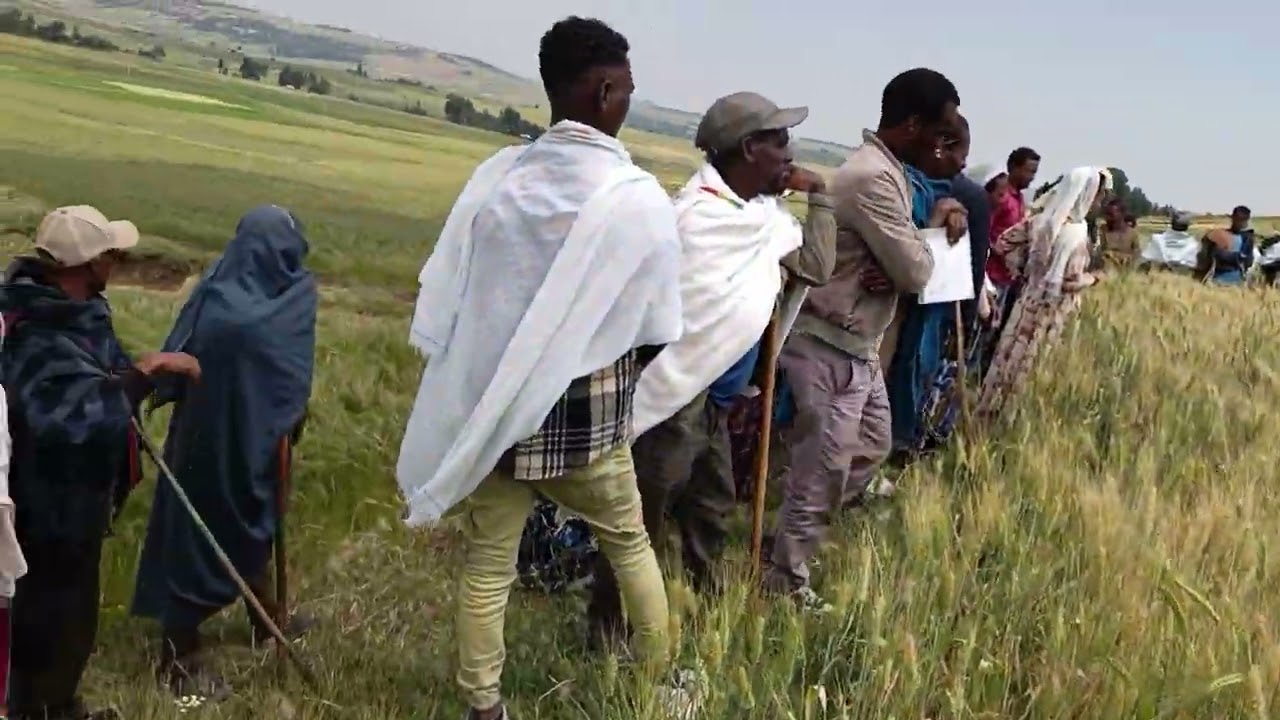 በደባይ ጥላት ግን ወረዳ ቁይ ዙሪያ ቀበሌ አሁናዊ የቁም ሰብል ጉብኝት