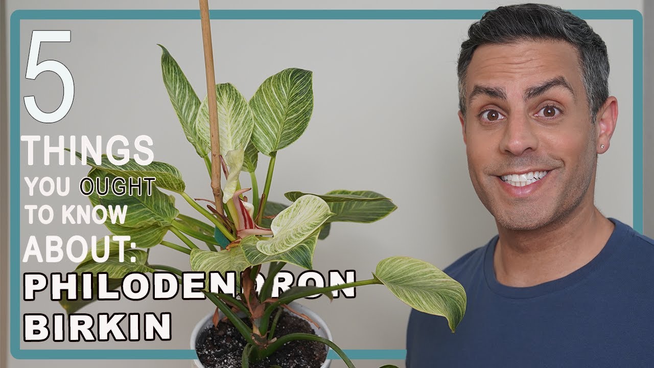 5 Things You Ought To Know About Your Philodendron Birkin (White Wave) Care, Repot + More! 4K