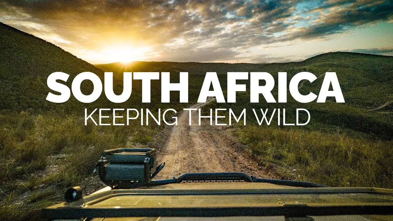 Keeping Them Wild: Drummonds In South Africa - An Introduction