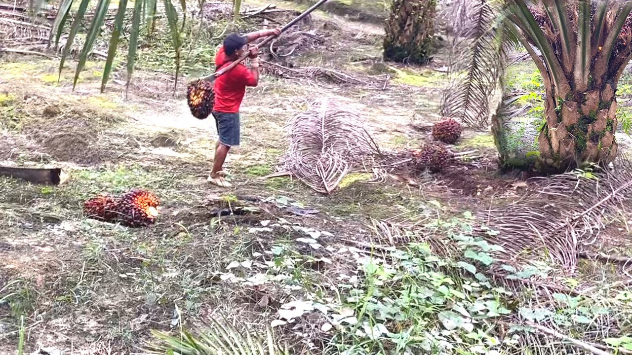 MANTAP BUKAN MAIN.!! PANEN SAWIT DIKEBUN ANDALAN