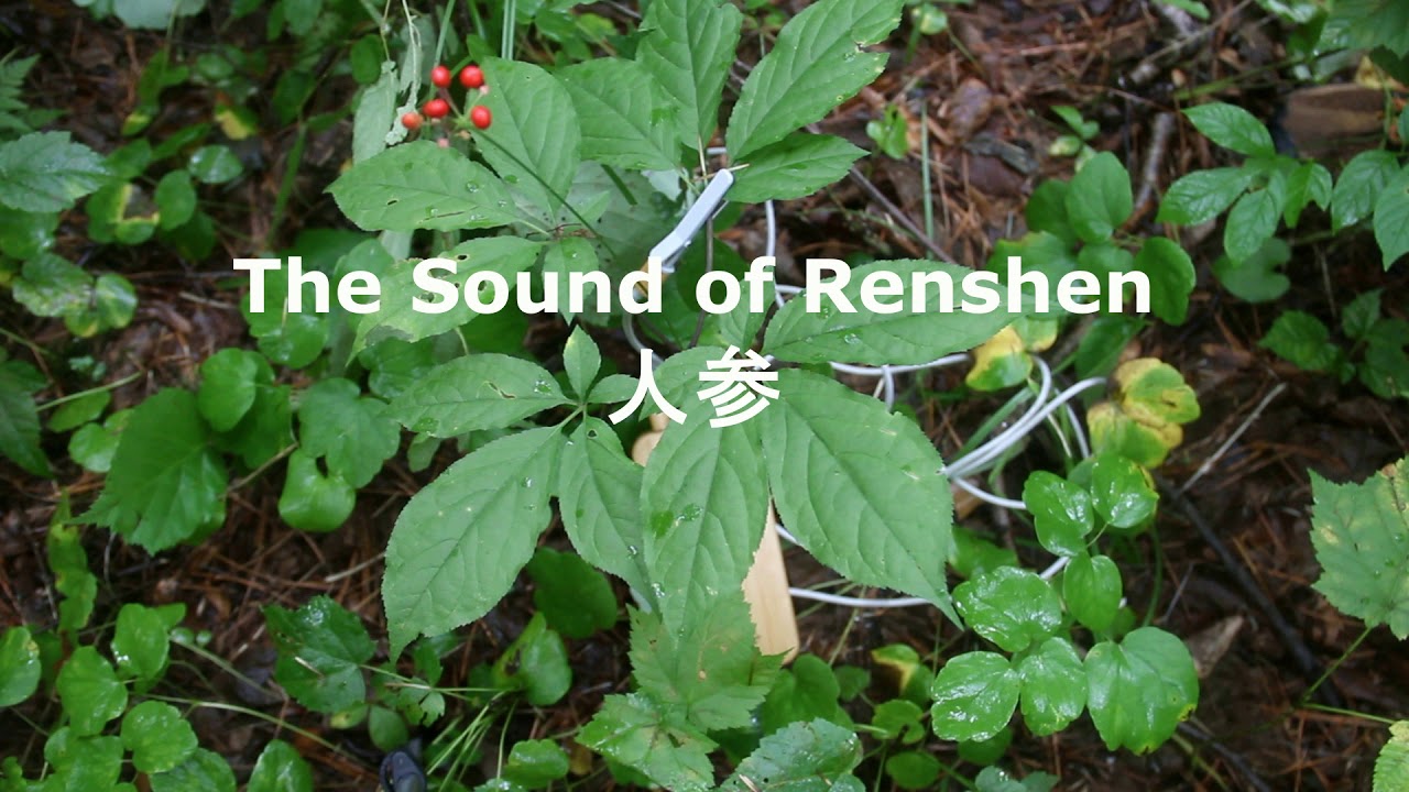 The Sound of Renshen English
