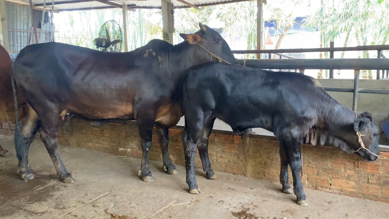 3 bộ mẹ con 3b và 1 cái bầu 3b 8 tháng toàn mẫu đẹp!!!