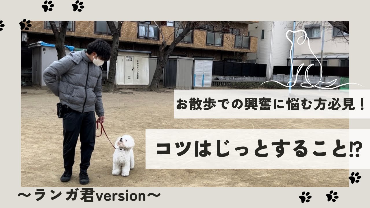 【散歩】引っ張りを止めるコツ~じっとする練習~