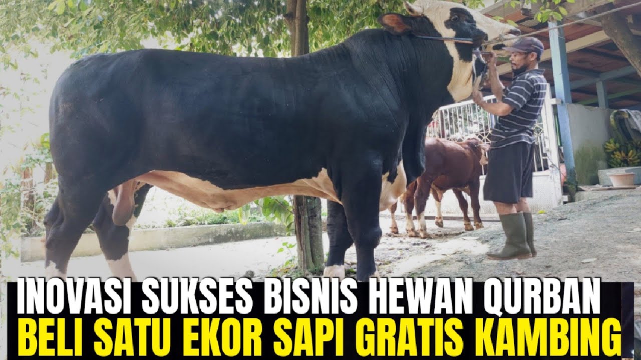 INOVASI BISNIS HEWAN QURBAN LUAR BIASA SUKSES ! HARGA SAPI QURBAN TERBARU DI BAIK HATI FARM