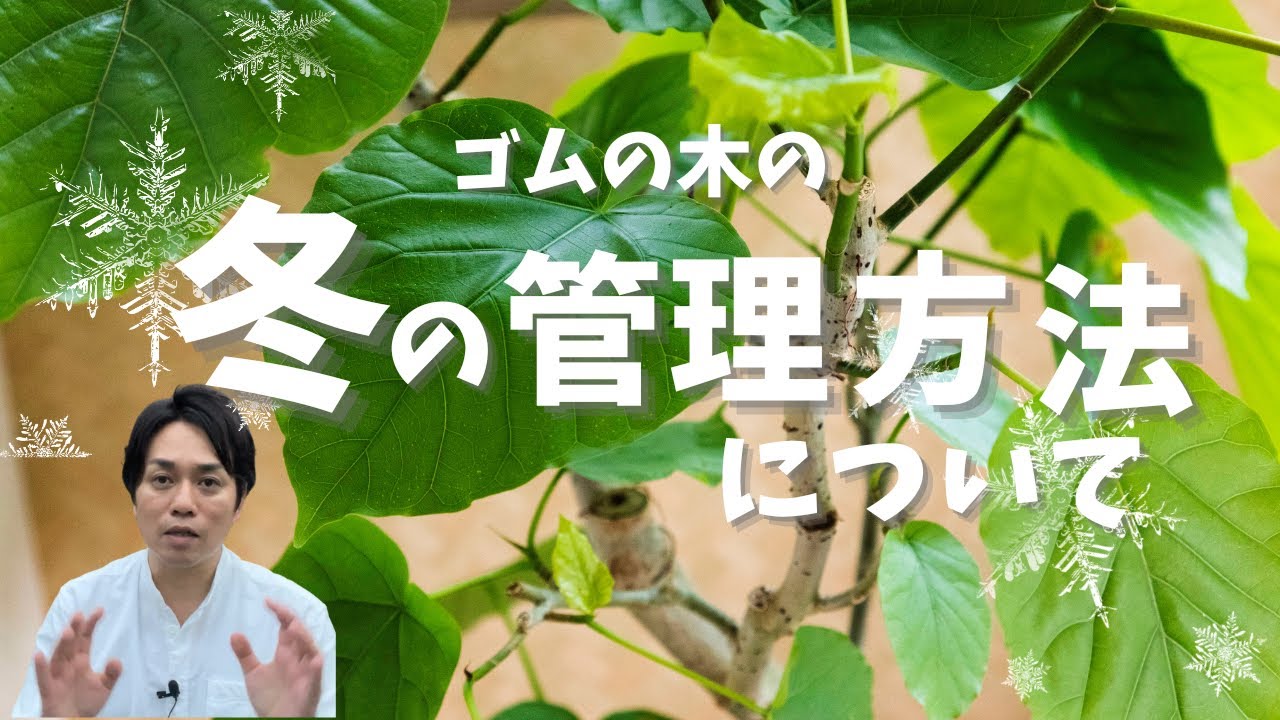ゴムの木の冬の管理方法について【観葉植物】
