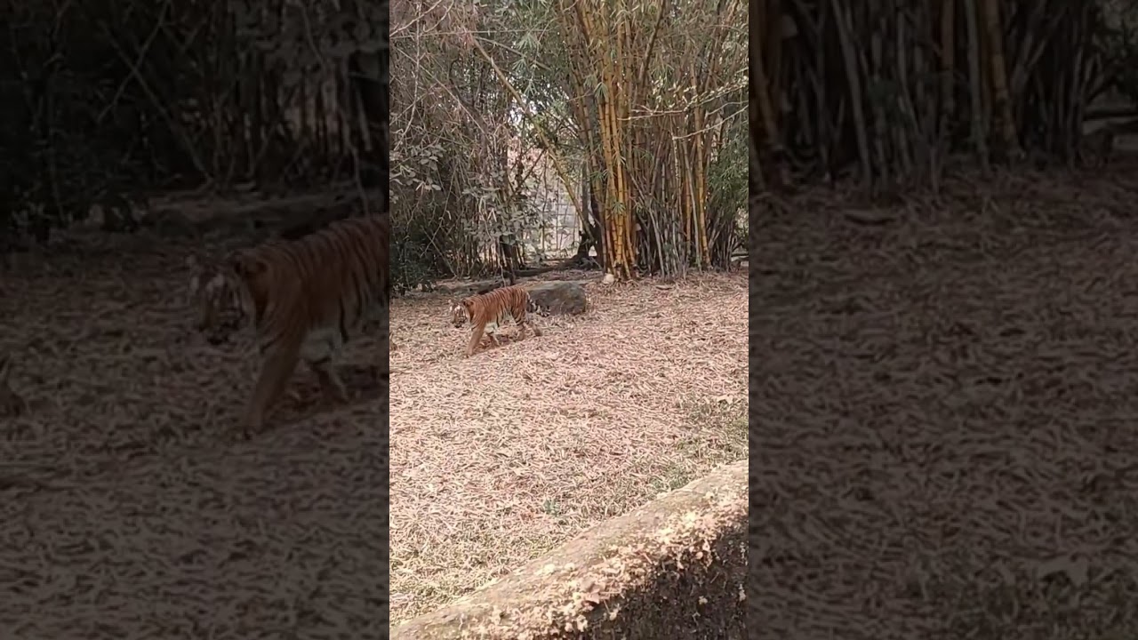 RAJIV GANDHI ZOOLOGY PARK KATRAJ PUNE#tiger #tigerking #animals #tiger #subscribe #viralshort #short