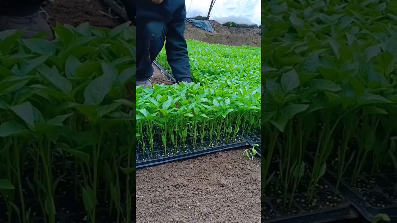 Beautiful Pepper Seedlings #satisfying #farming
